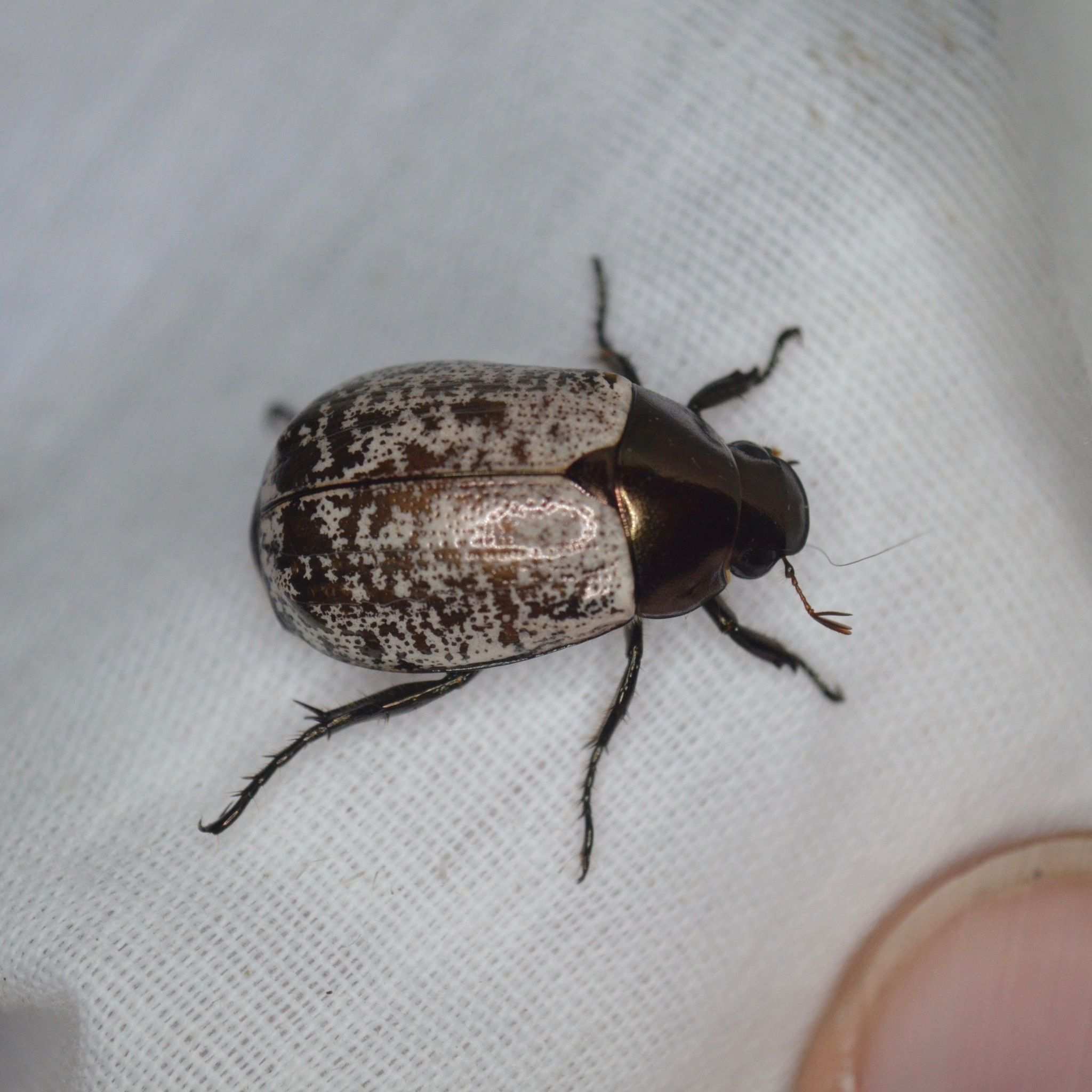 Anomala cupricollis
