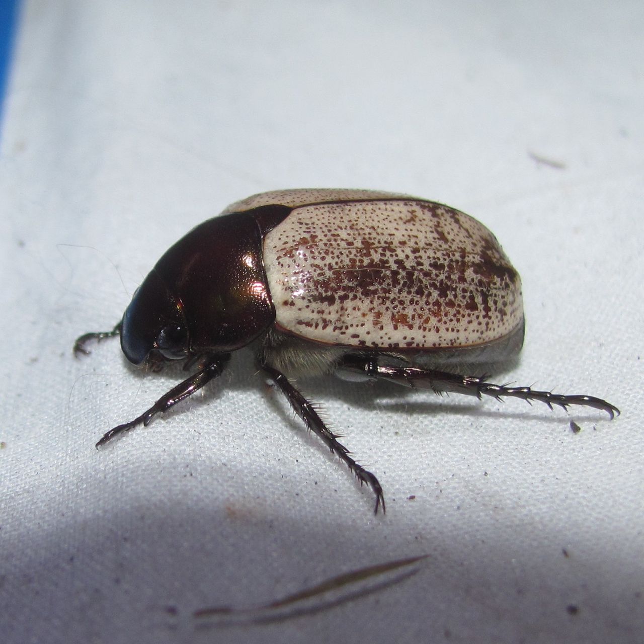 Anomala cupricollis