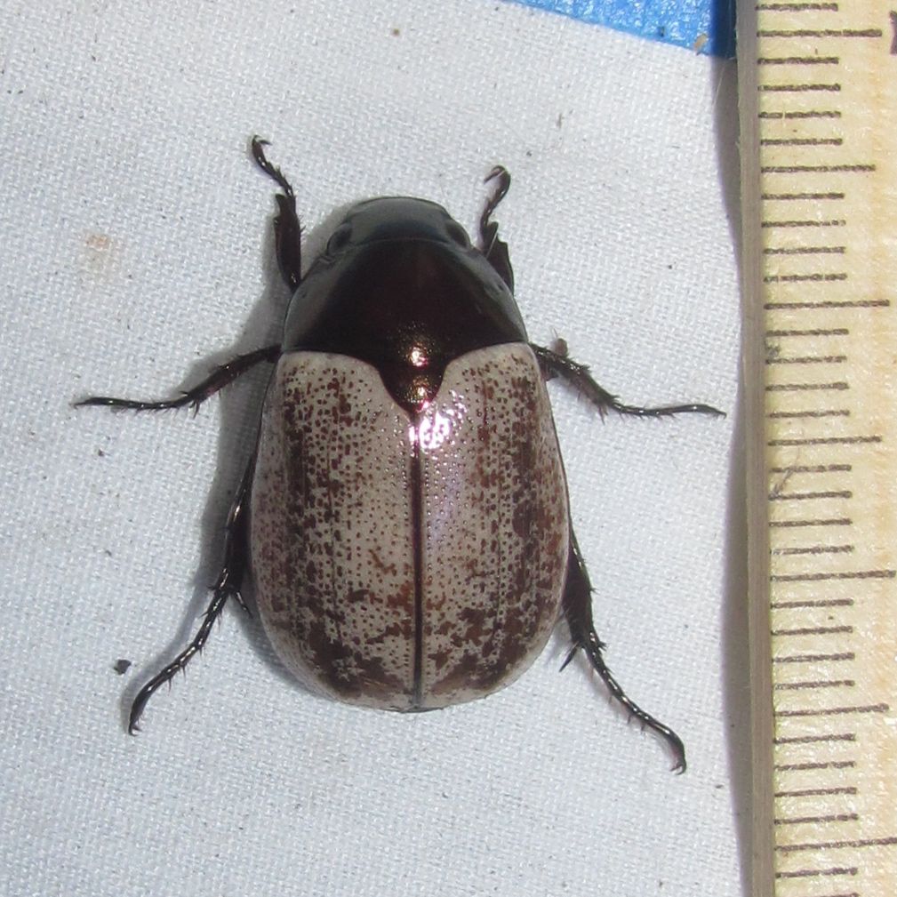 Anomala cupricollis