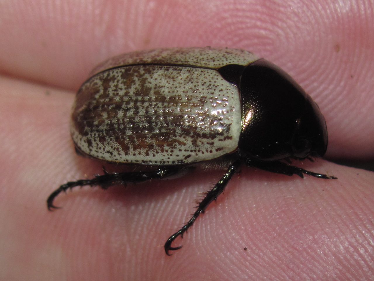 Anomala cupricollis