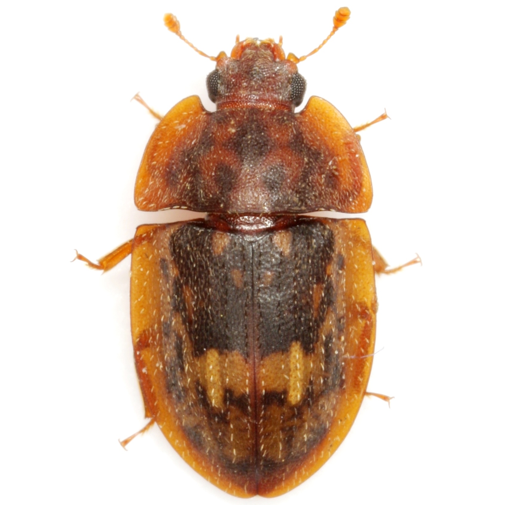 Lobiopa insularis