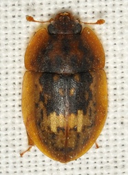Lobiopa insularis
