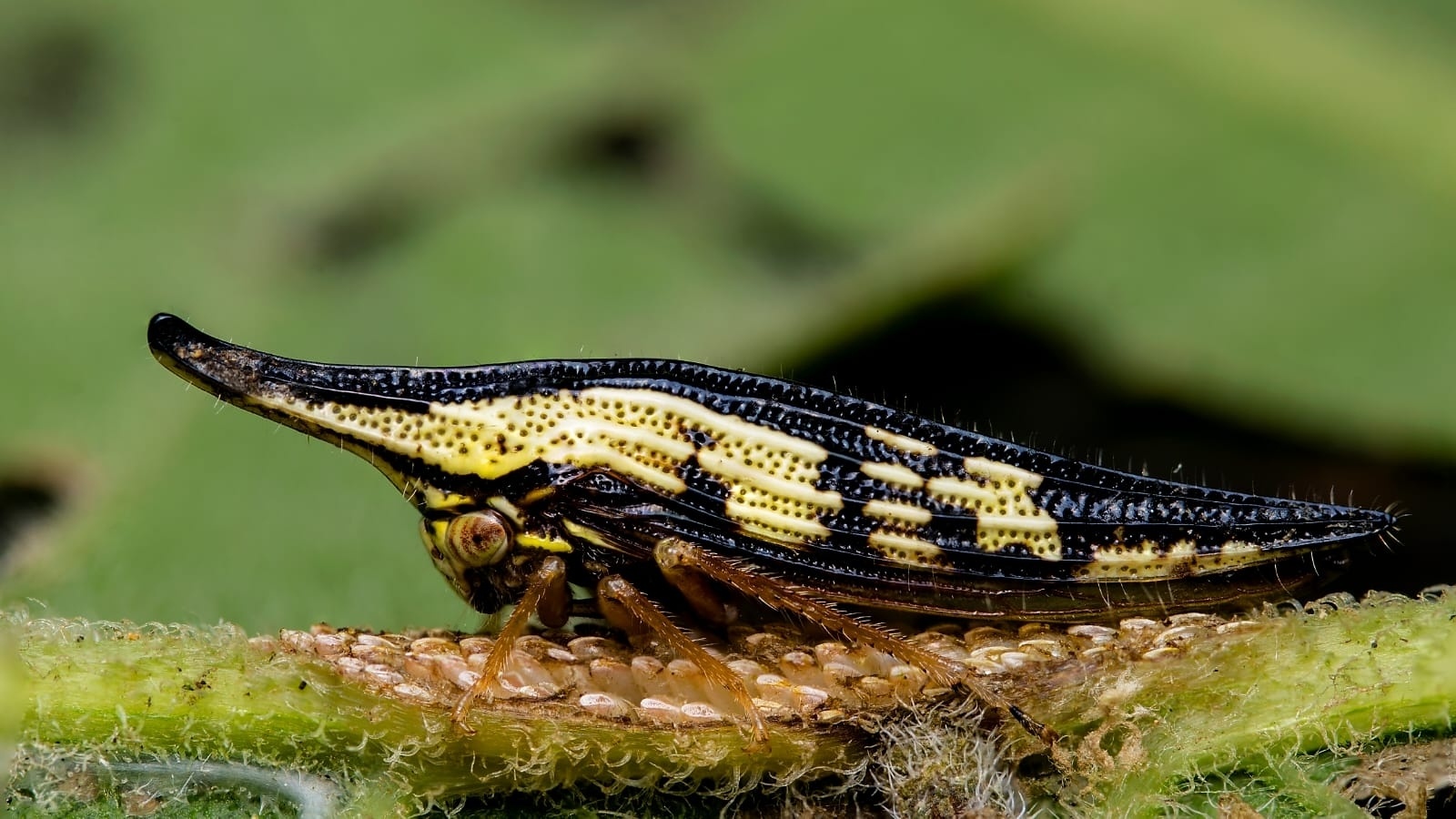 Polyglypta