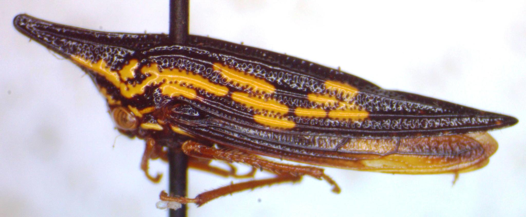 Polyglypta