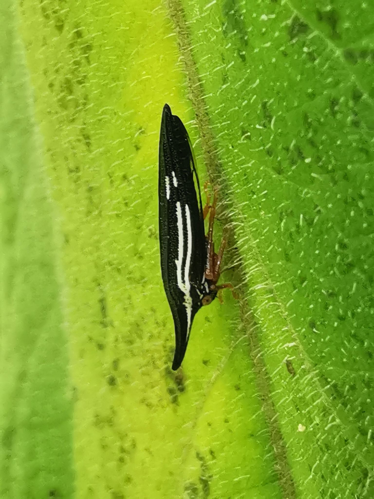 Polyglypta