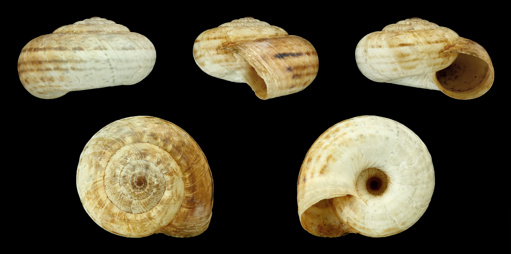 Xerosecta
