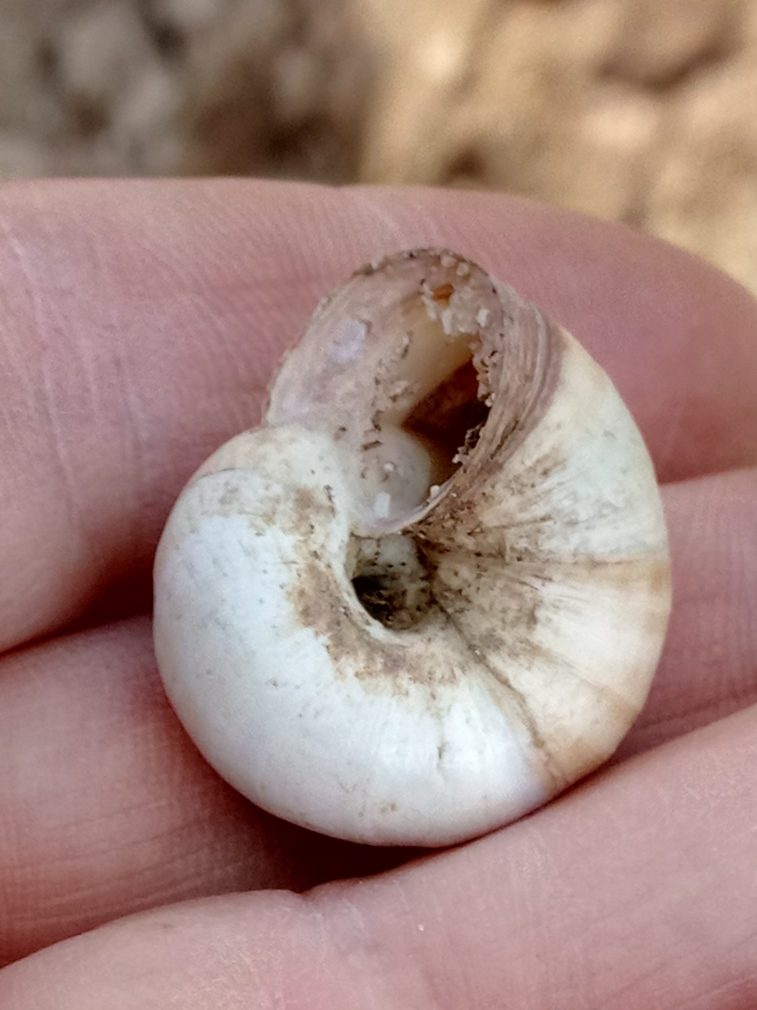 Xerosecta