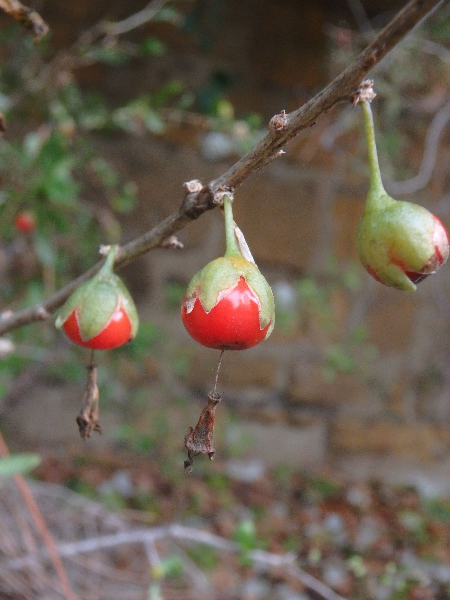 Lycium ferocissimum