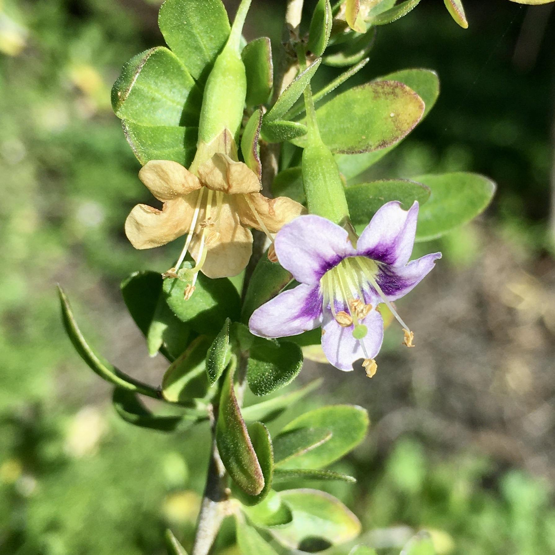 Lycium ferocissimum