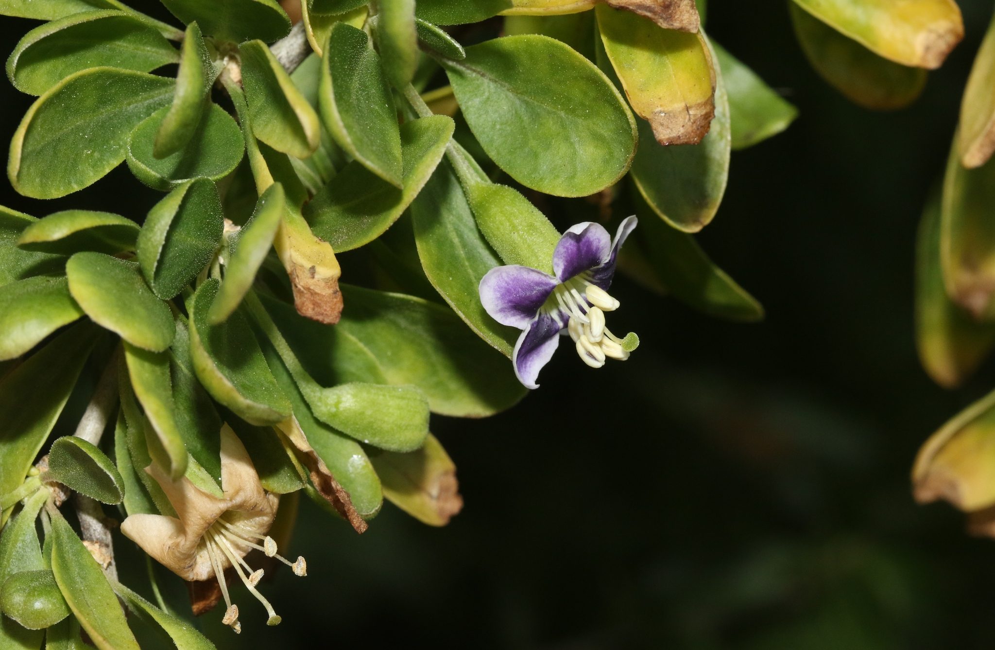 Lycium ferocissimum