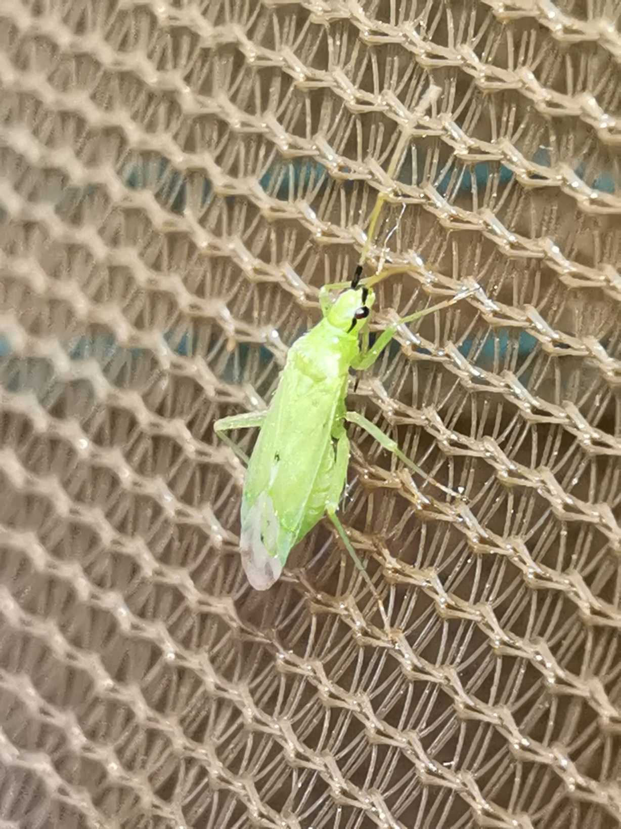 Macrolophus melanotoma