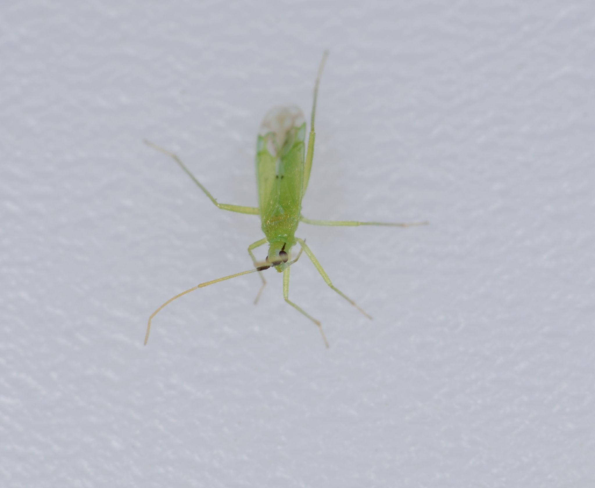 Macrolophus melanotoma