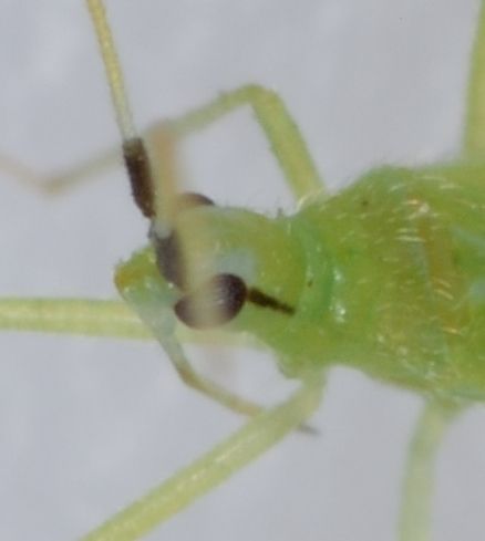 Macrolophus melanotoma