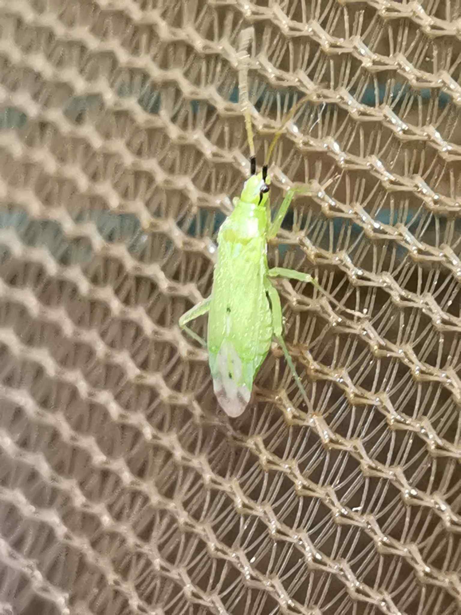Macrolophus melanotoma