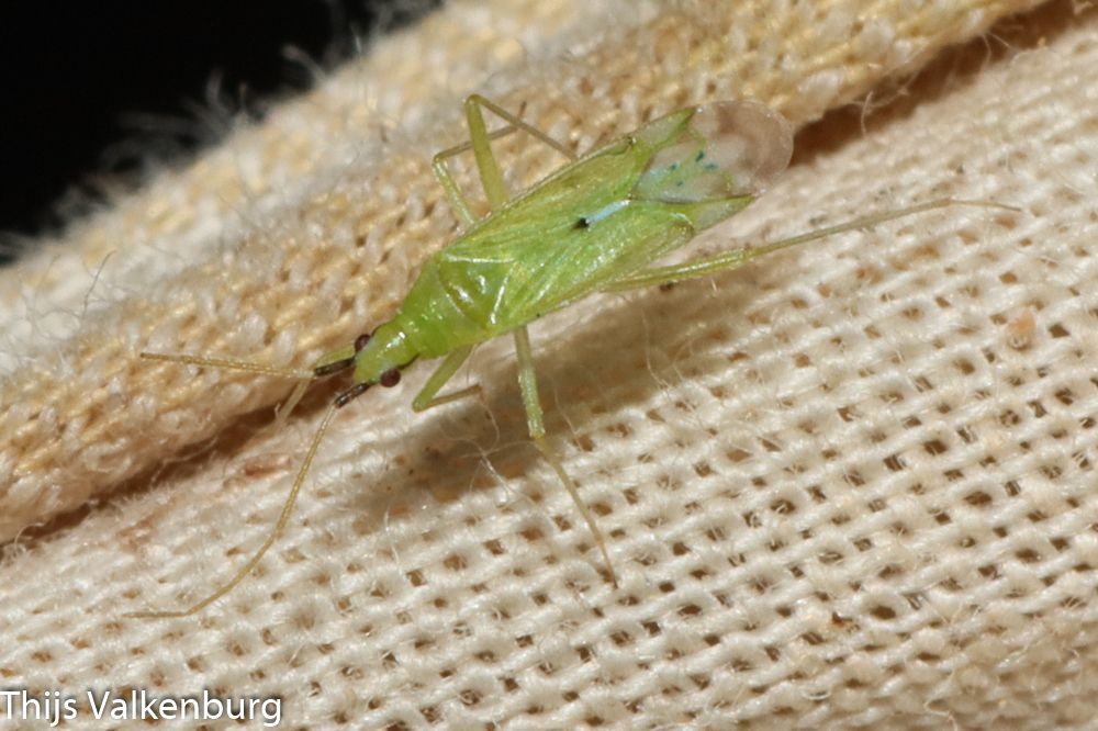 Macrolophus melanotoma