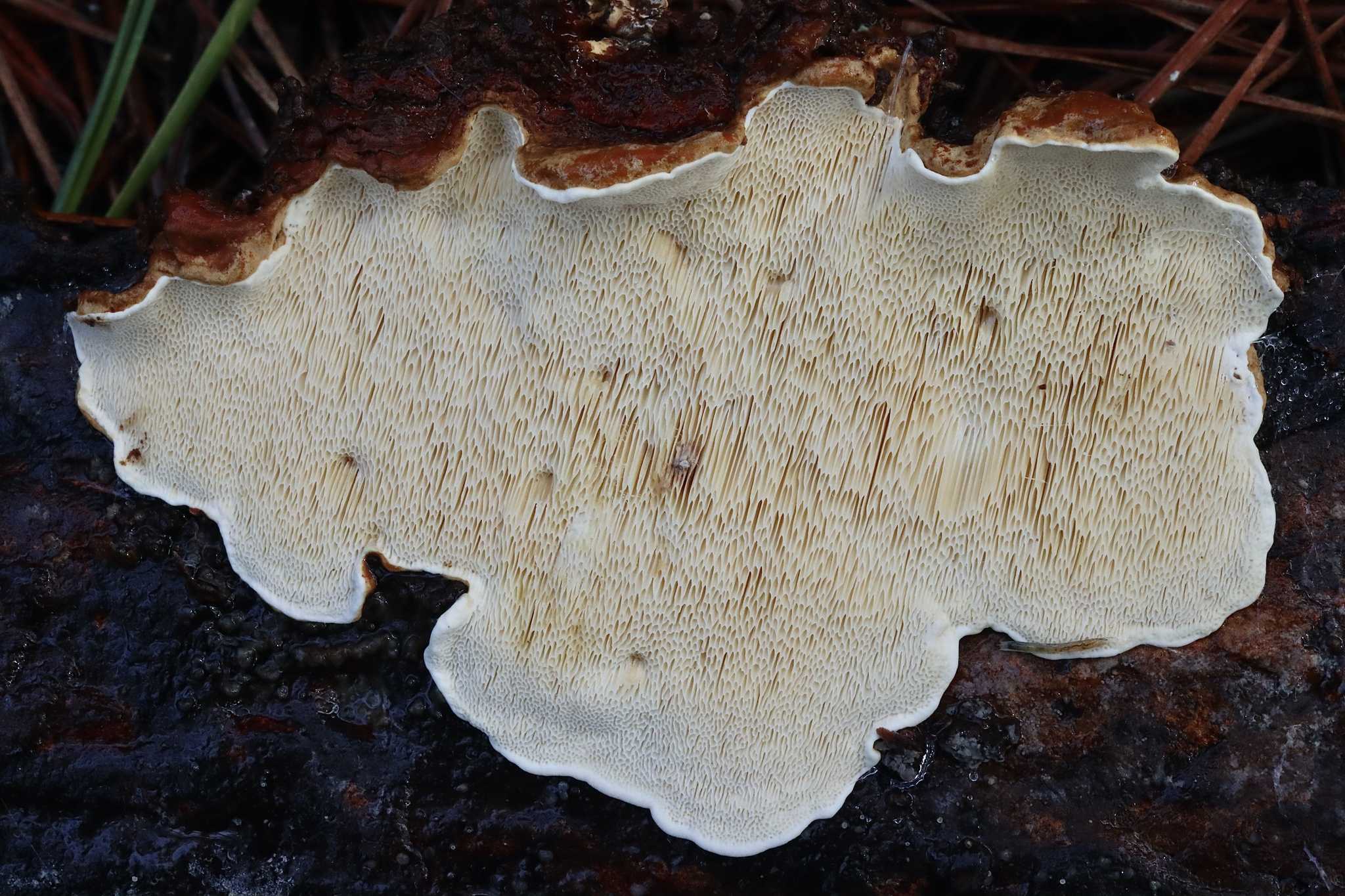 Heterobasidion irregulare