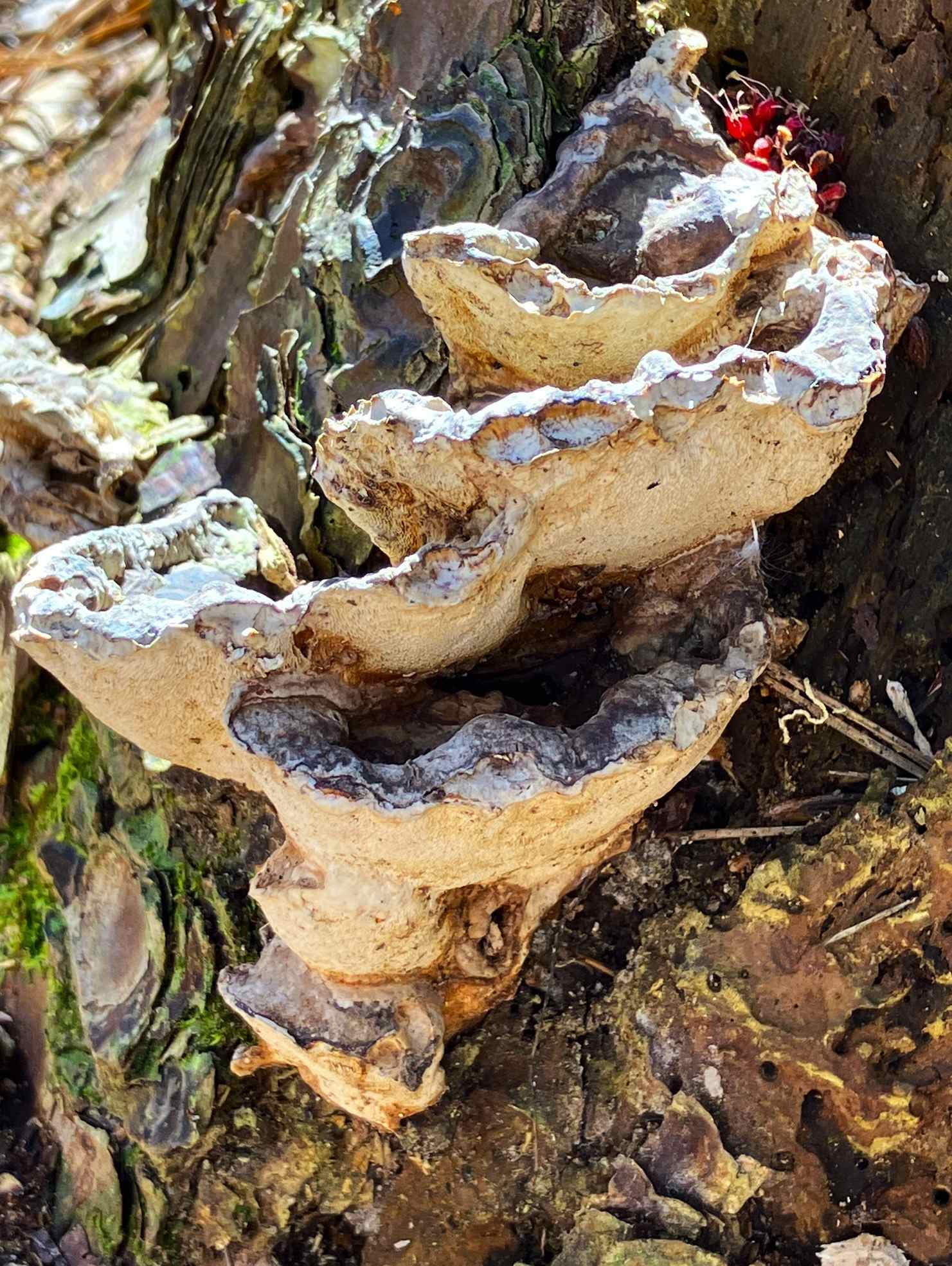 Heterobasidion irregulare