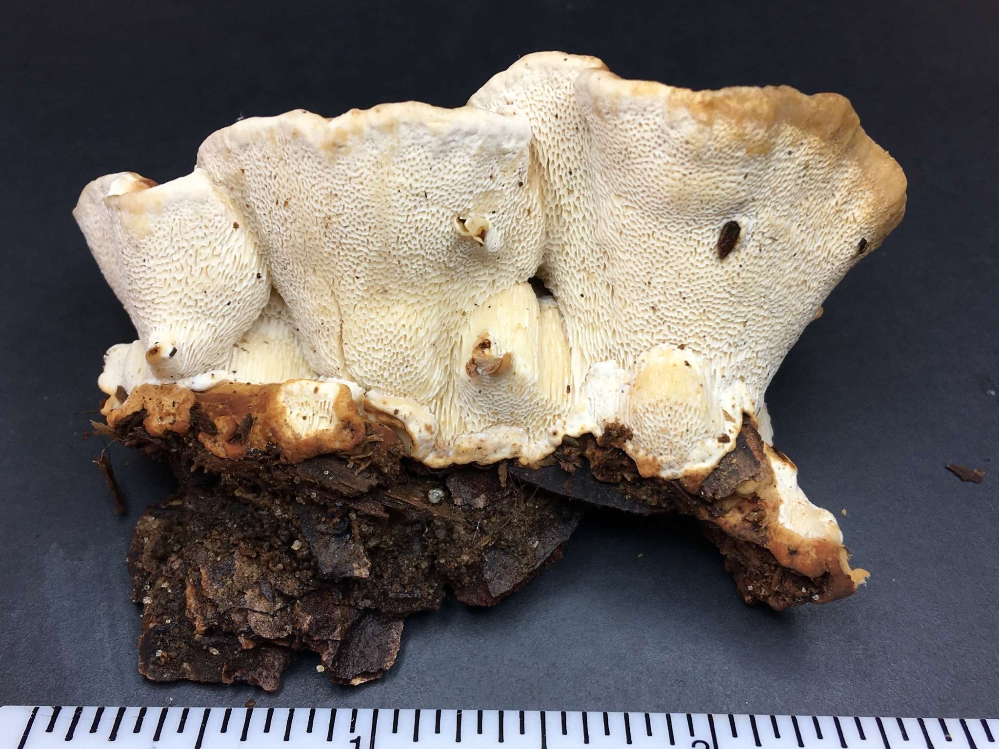 Heterobasidion irregulare