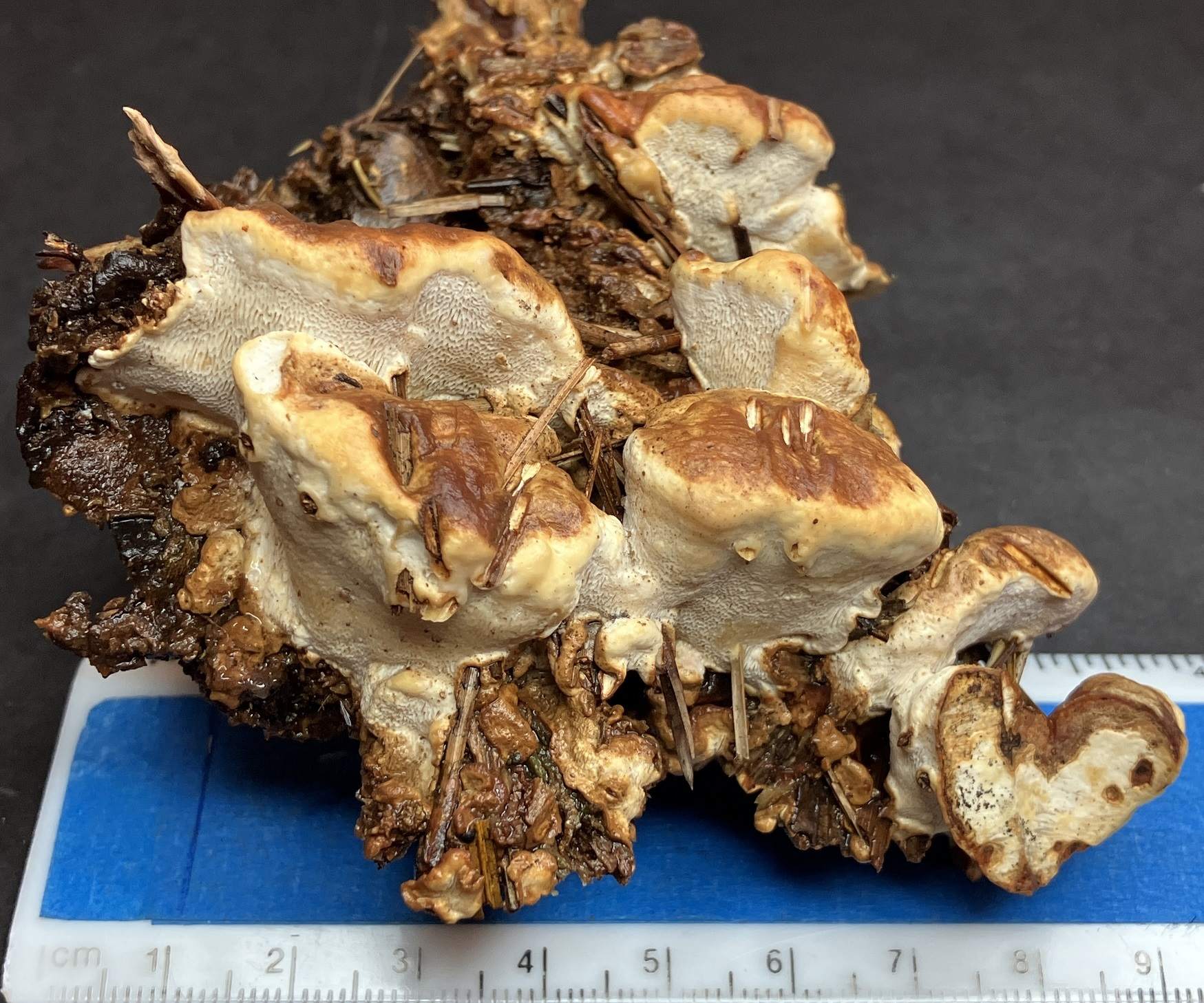 Heterobasidion irregulare