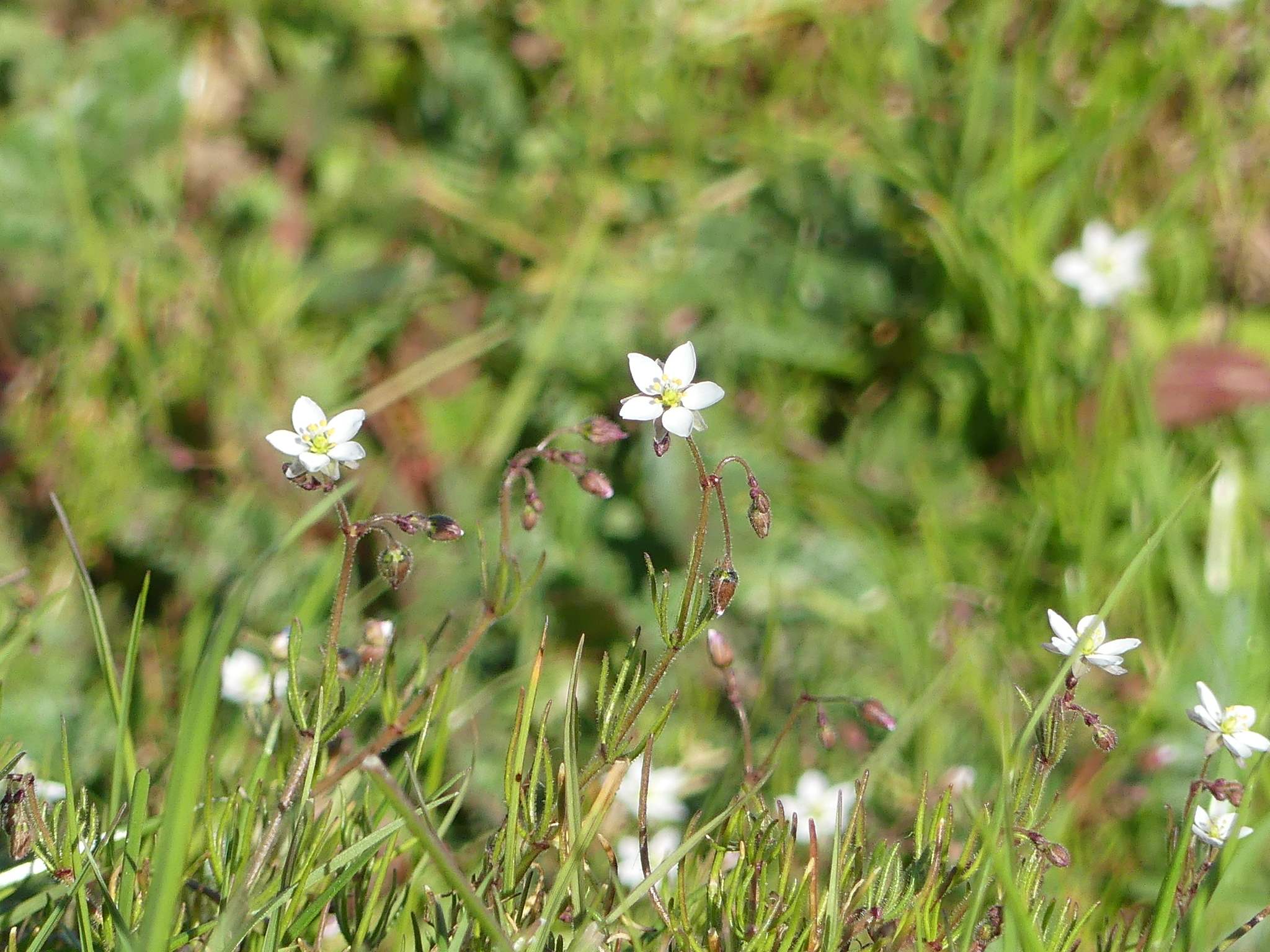 Spergula arvensis