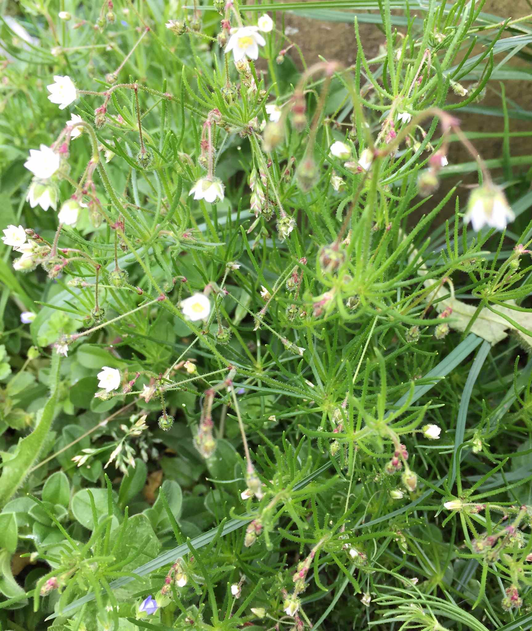 Spergula arvensis