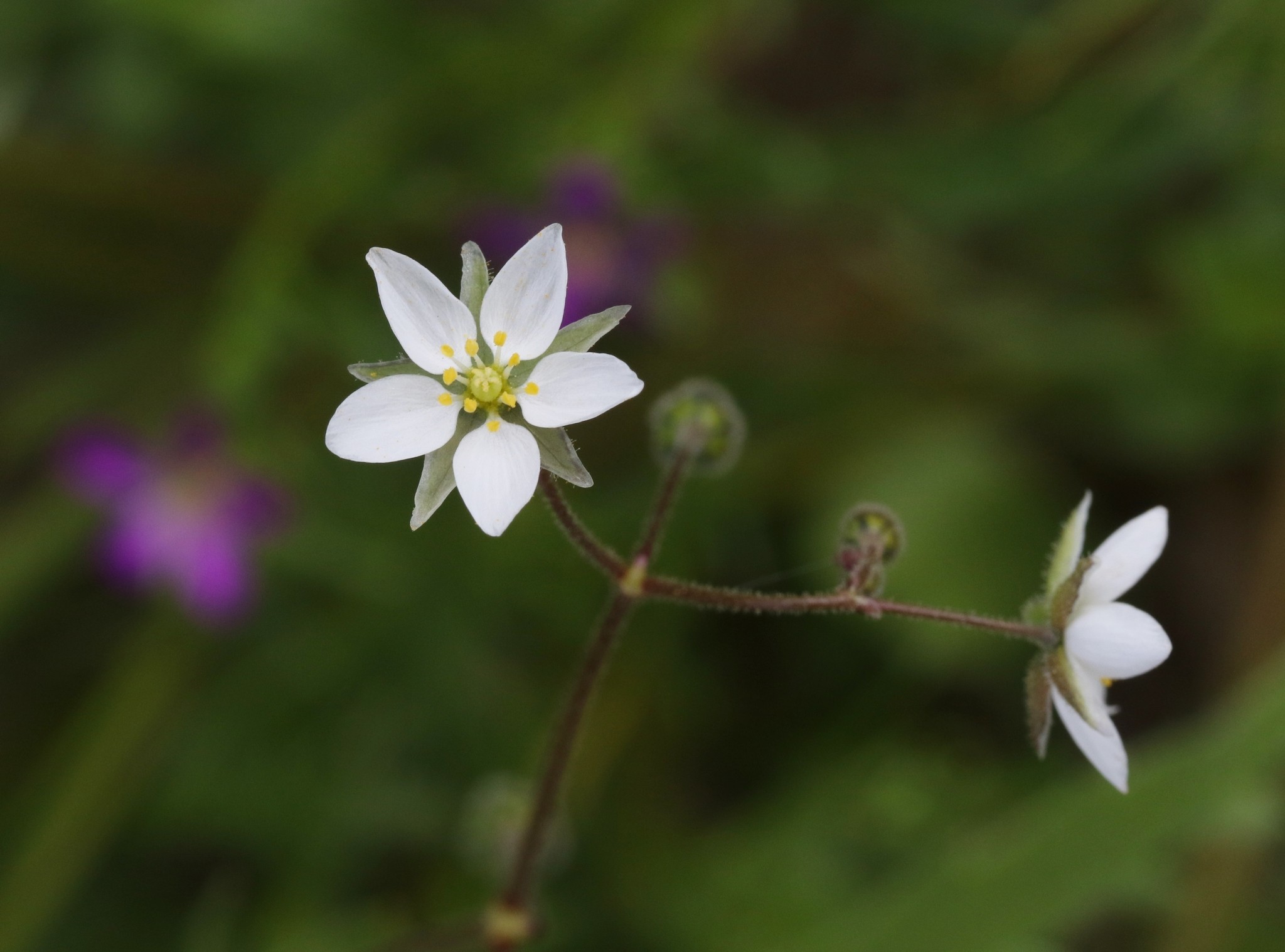 Spergula arvensis