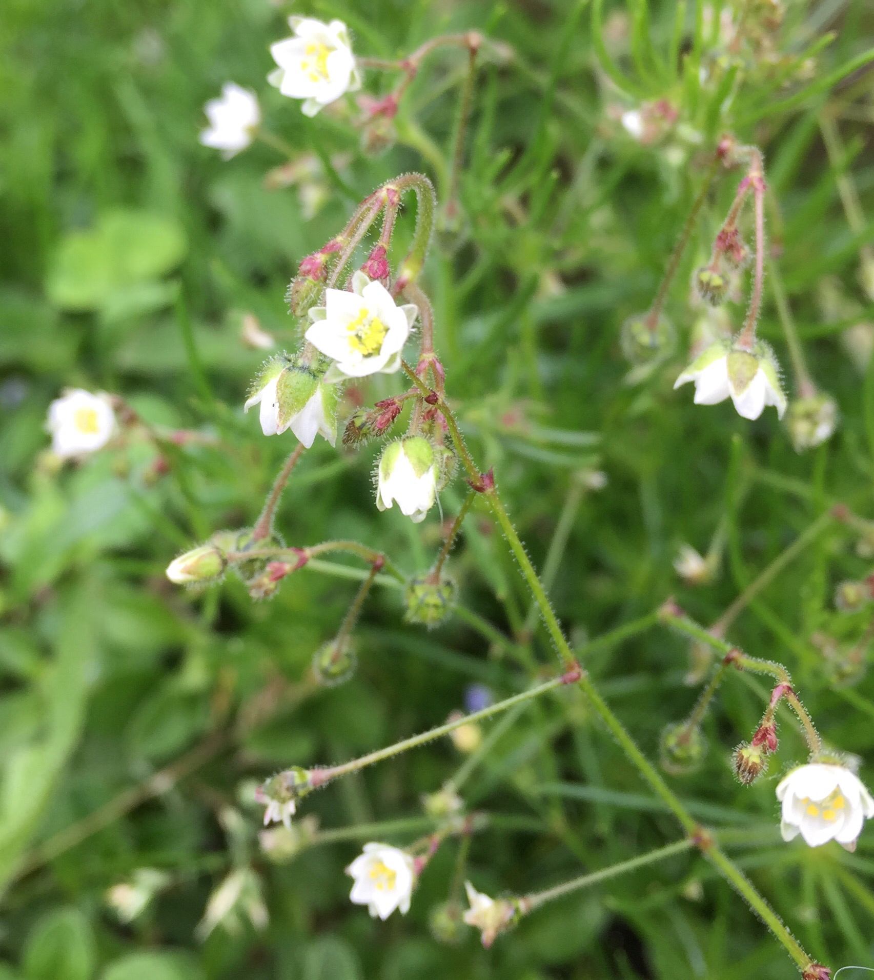 Spergula arvensis