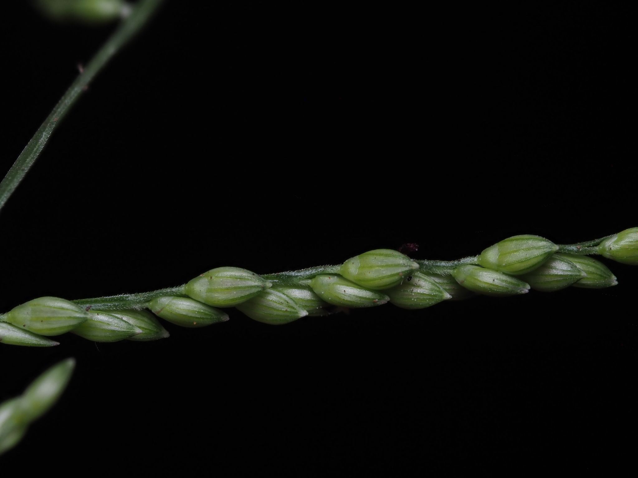 Urochloa reptans