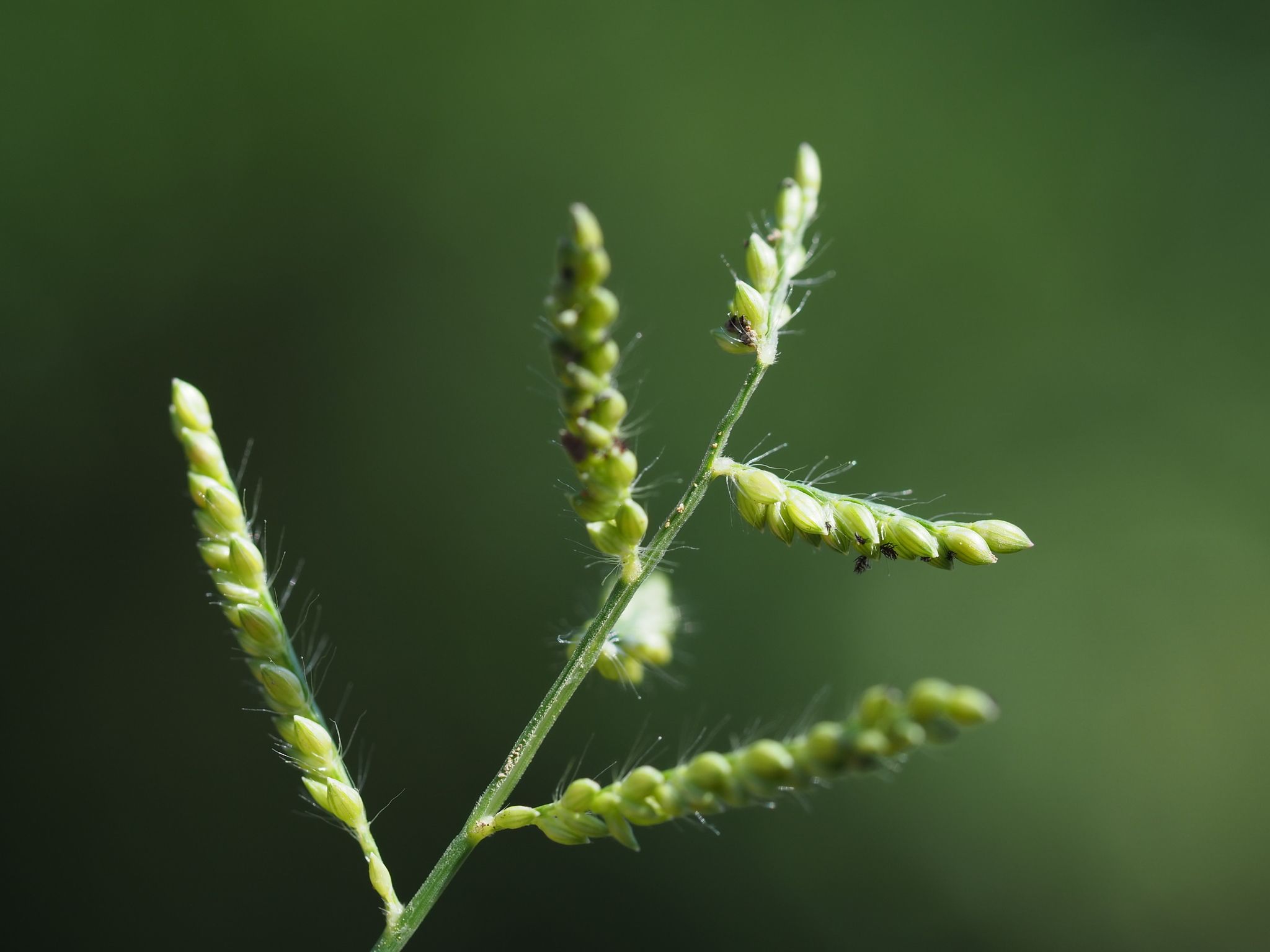 Urochloa reptans