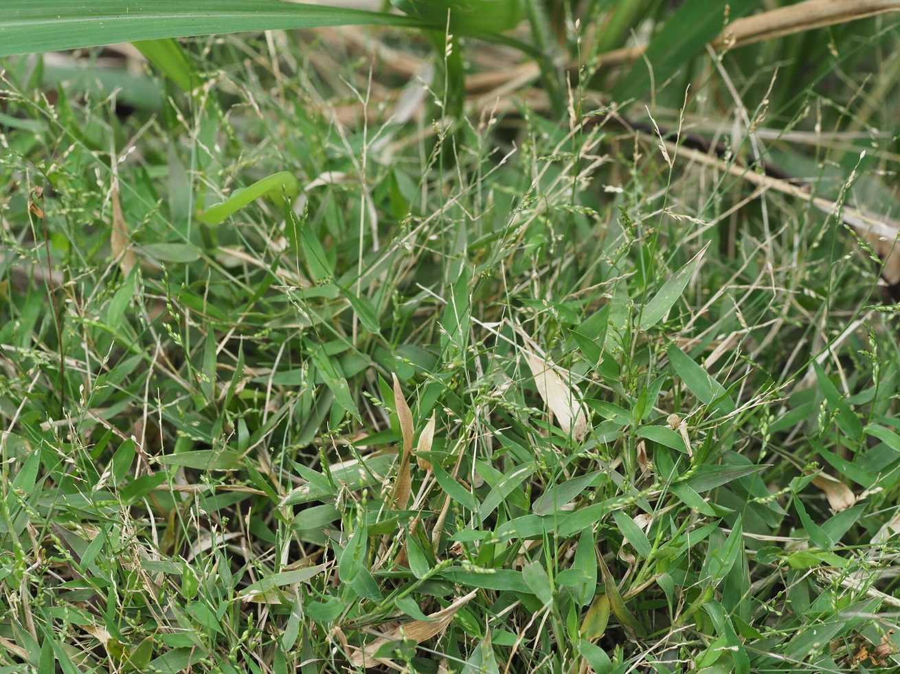 Urochloa reptans