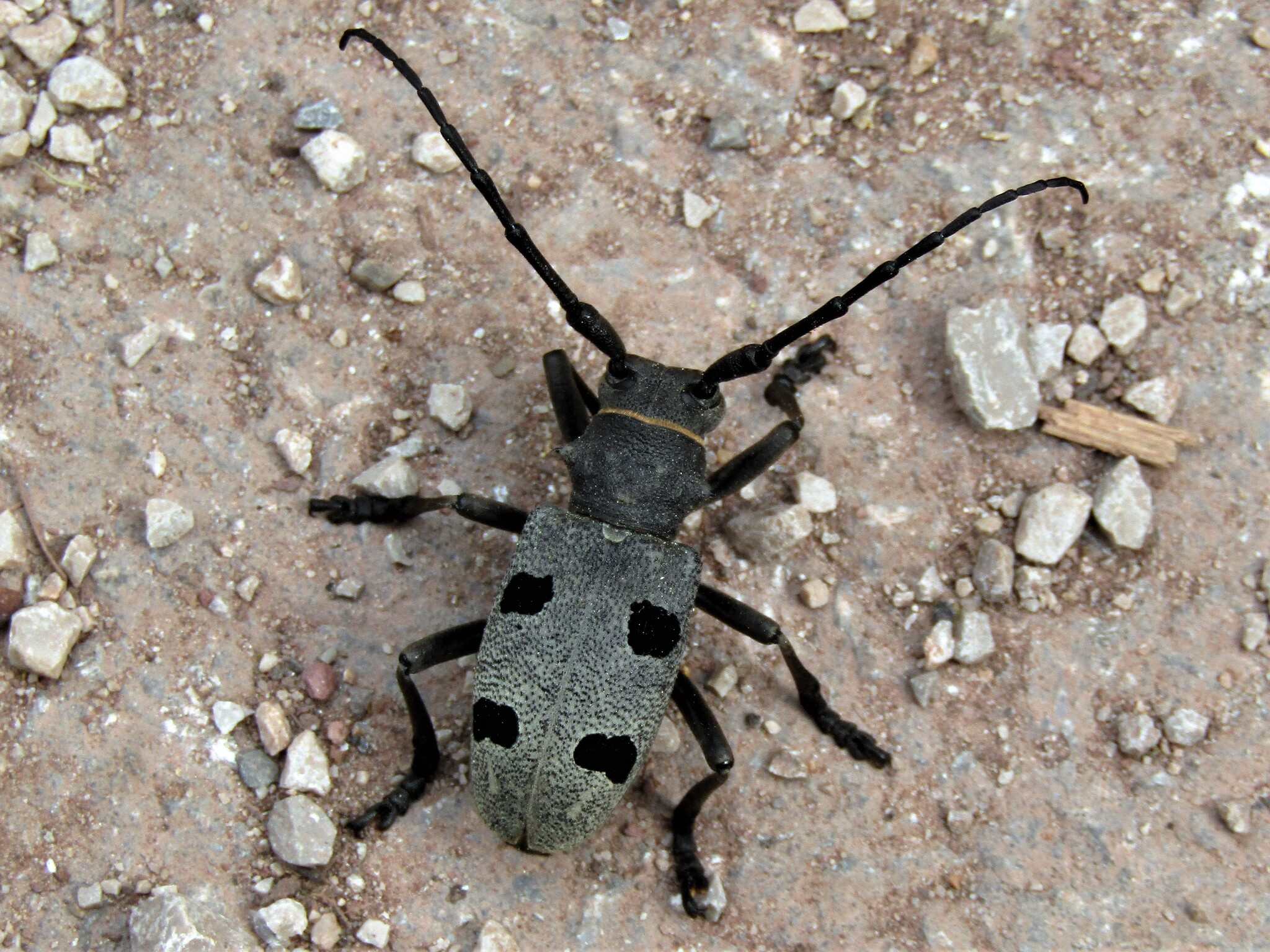 Morimus funereus