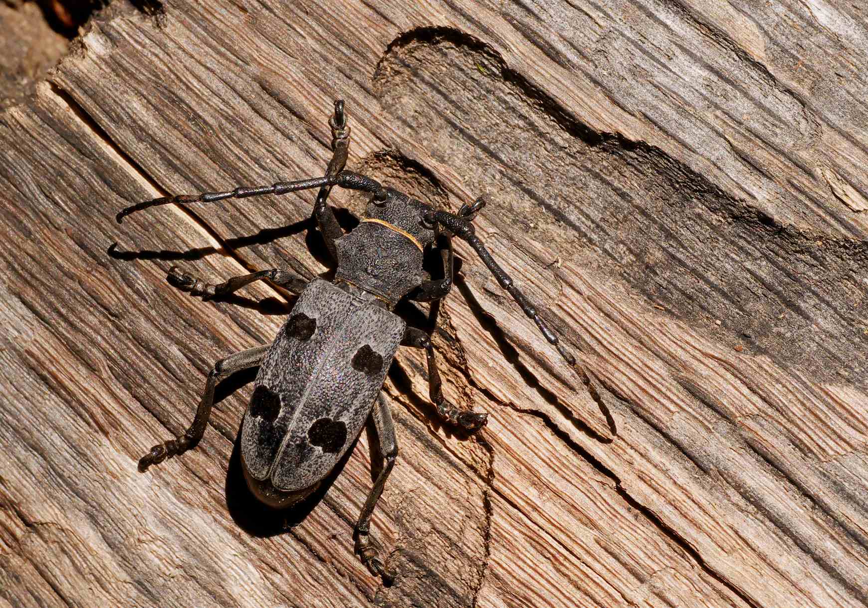 Morimus funereus