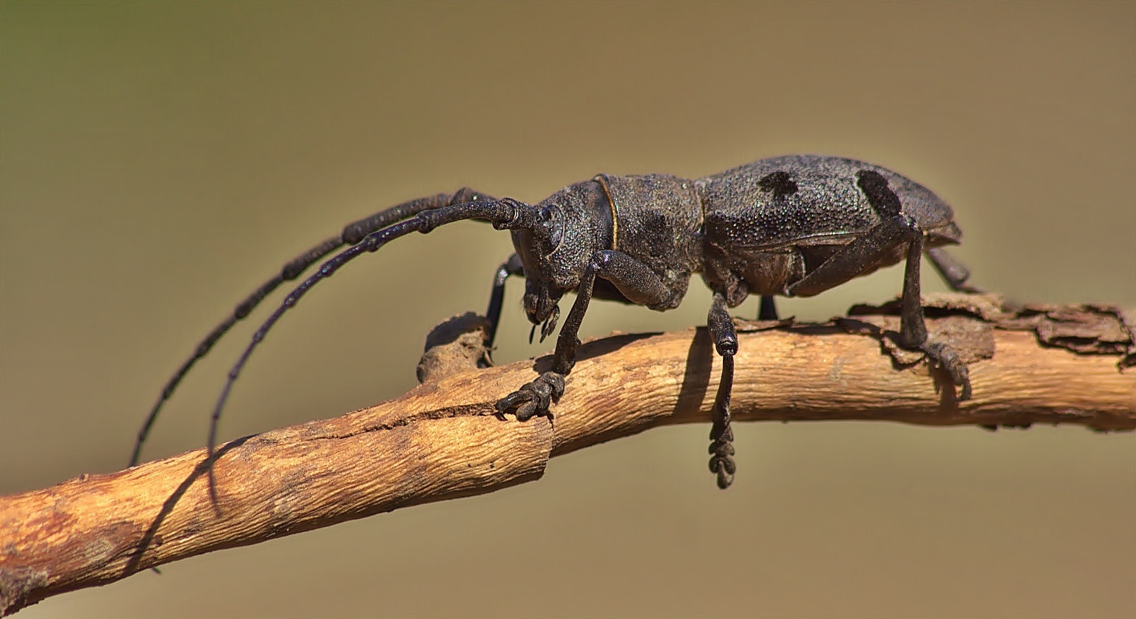 Morimus funereus