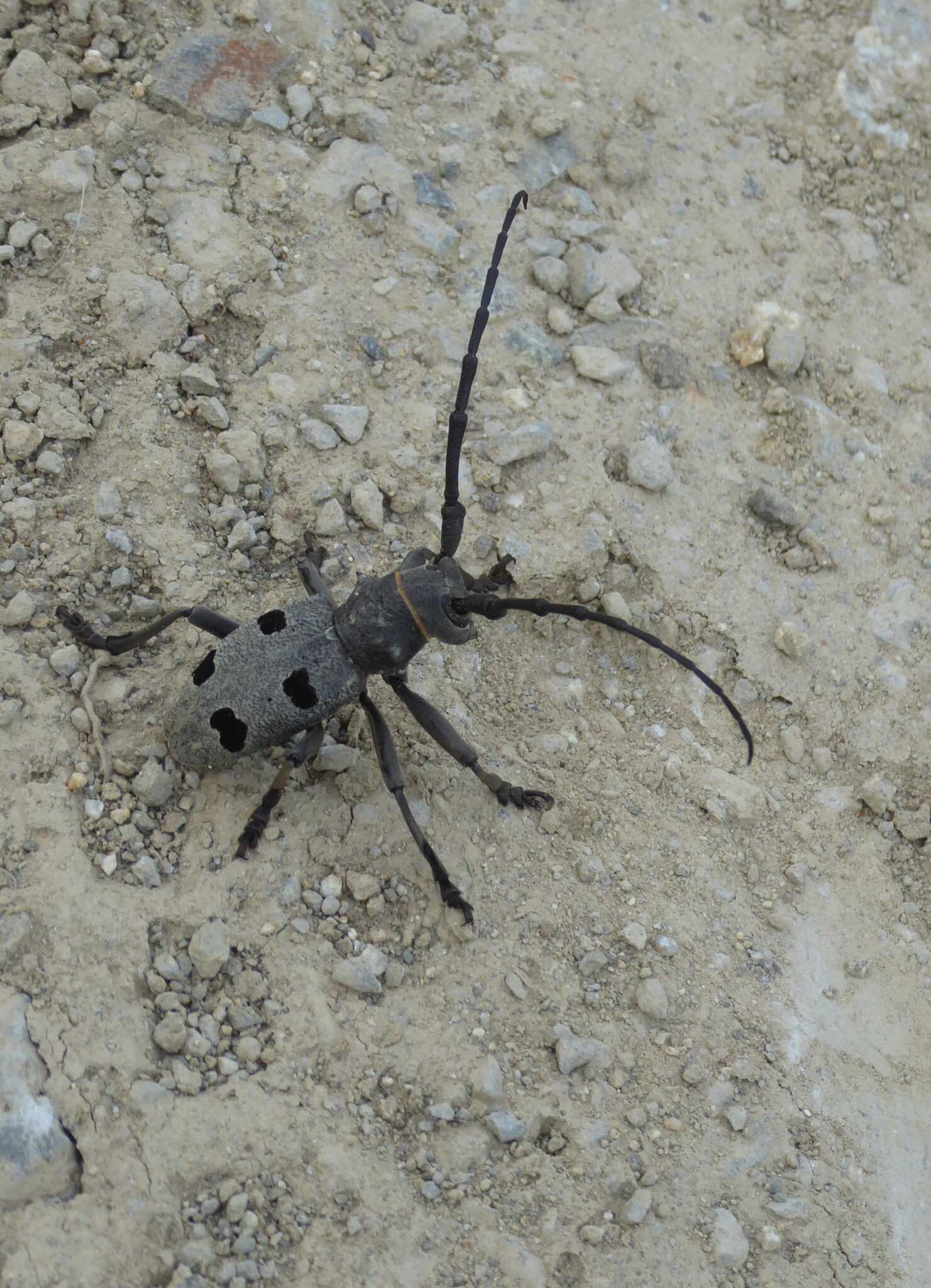 Morimus funereus