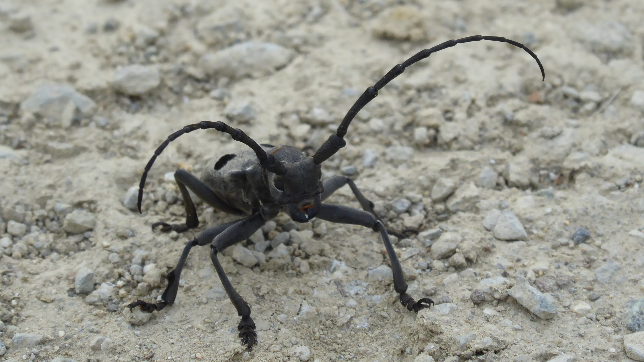Morimus funereus