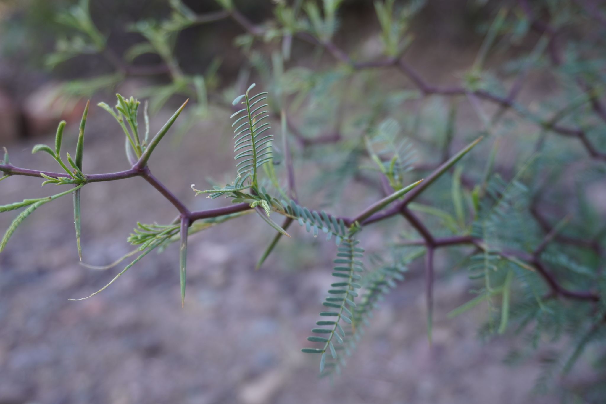 Neltuma alpataco