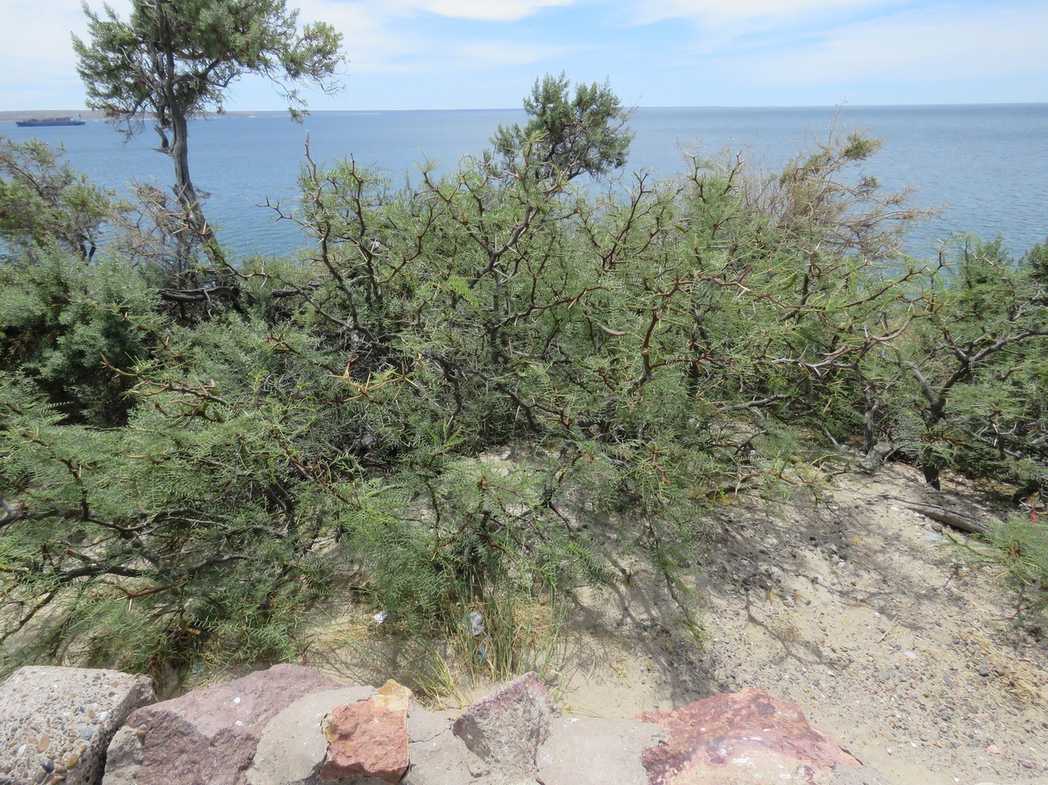 Neltuma alpataco