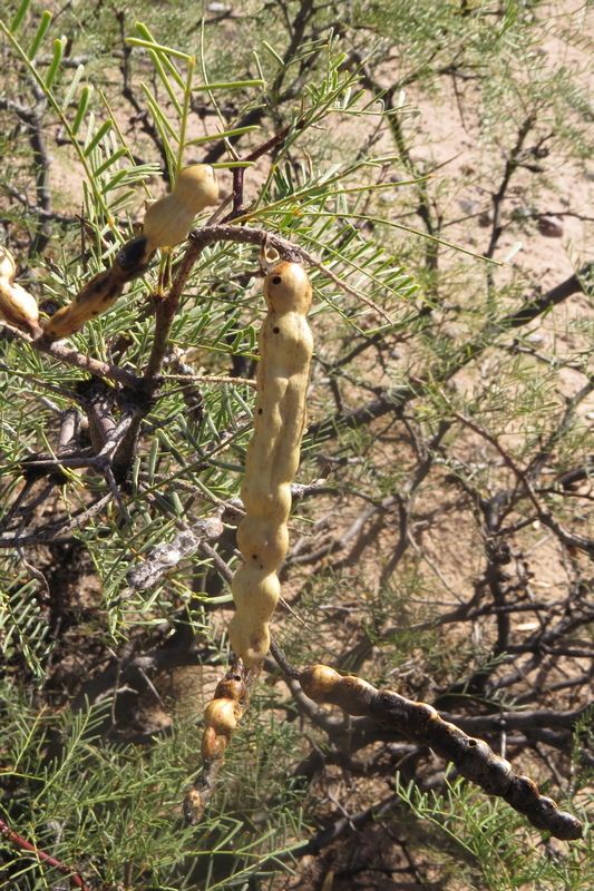 Neltuma alpataco