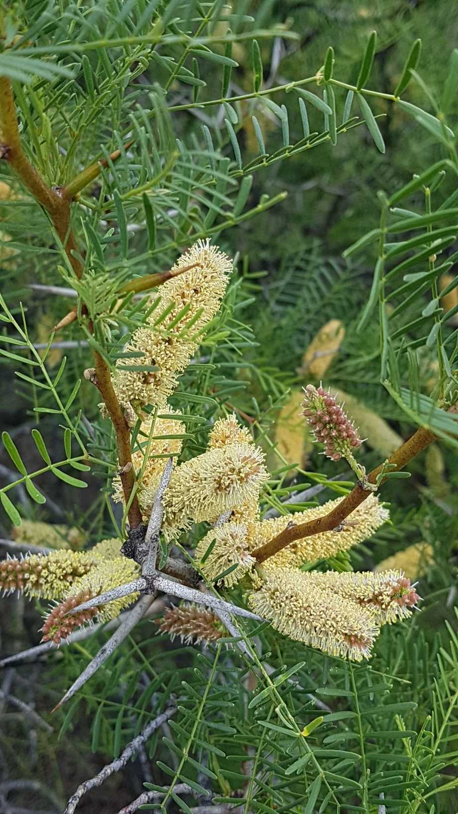 Neltuma alpataco