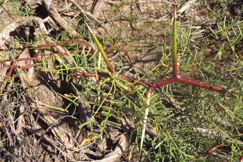 Neltuma alpataco