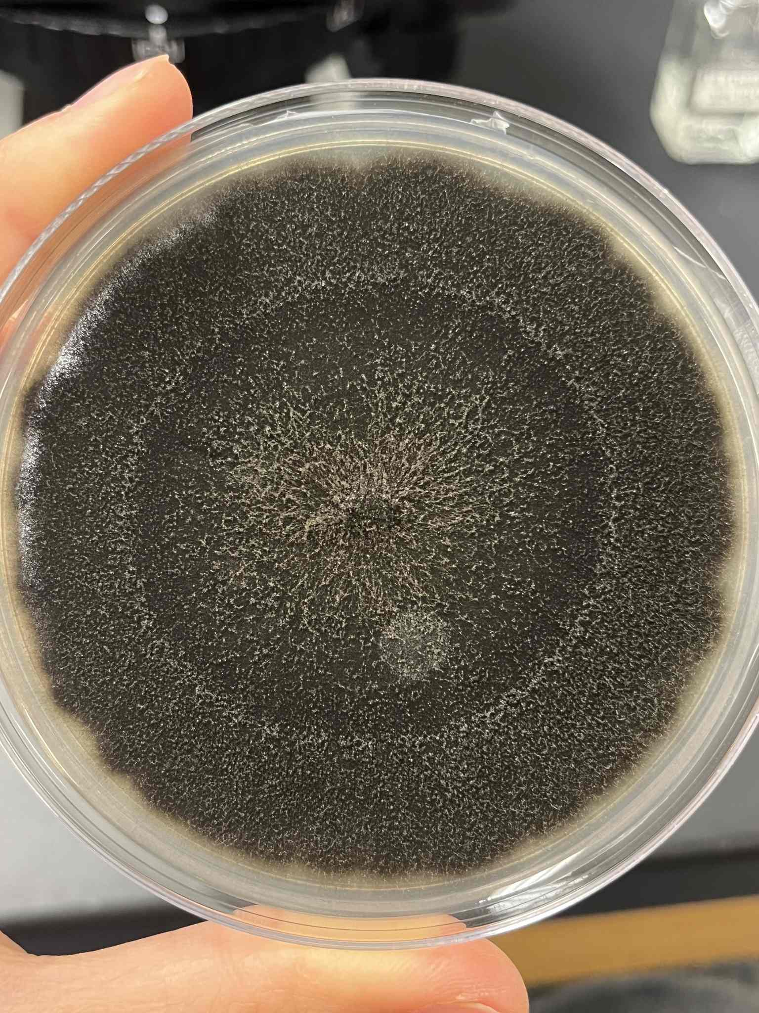 Curvularia lunata