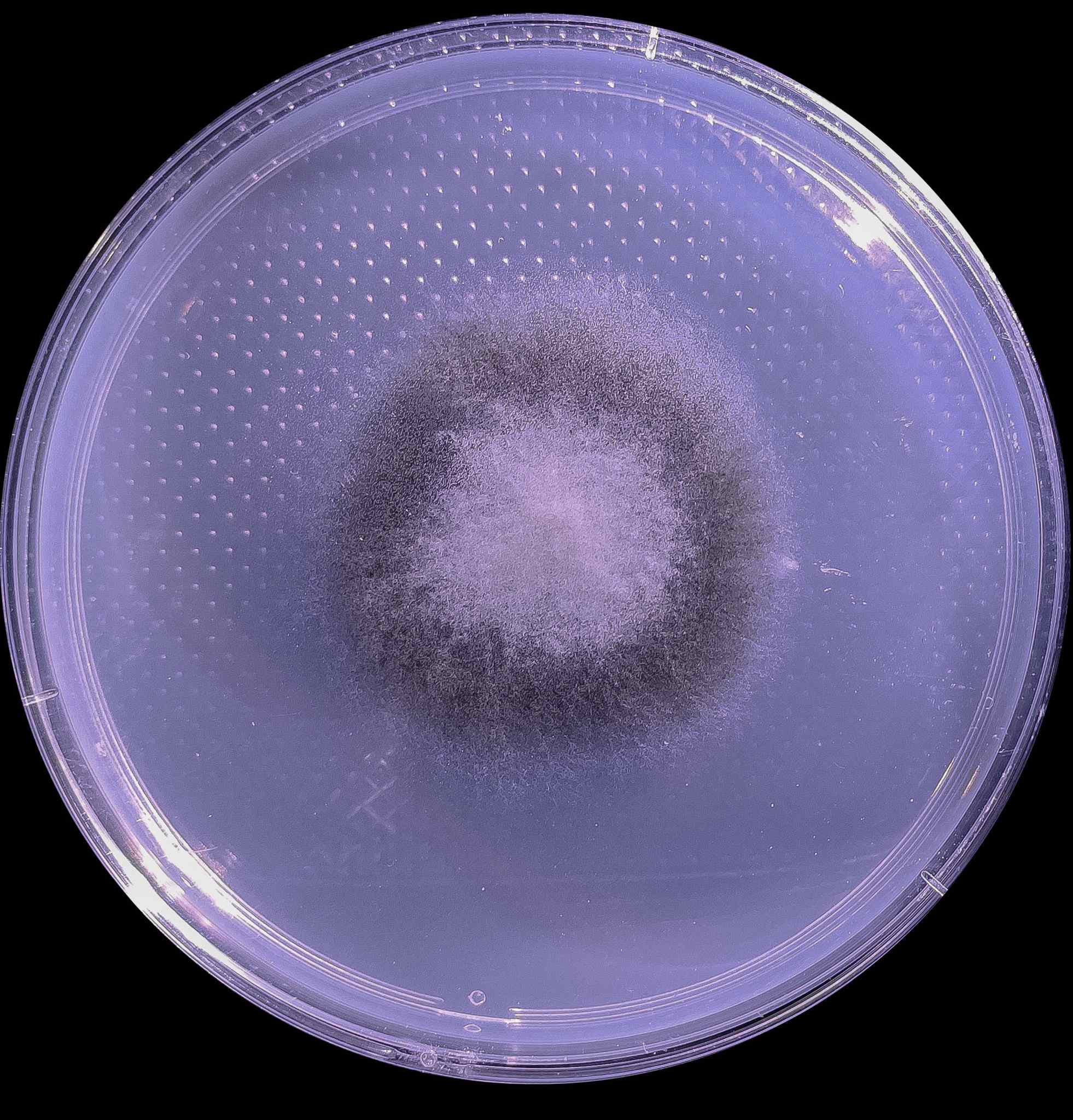Curvularia lunata