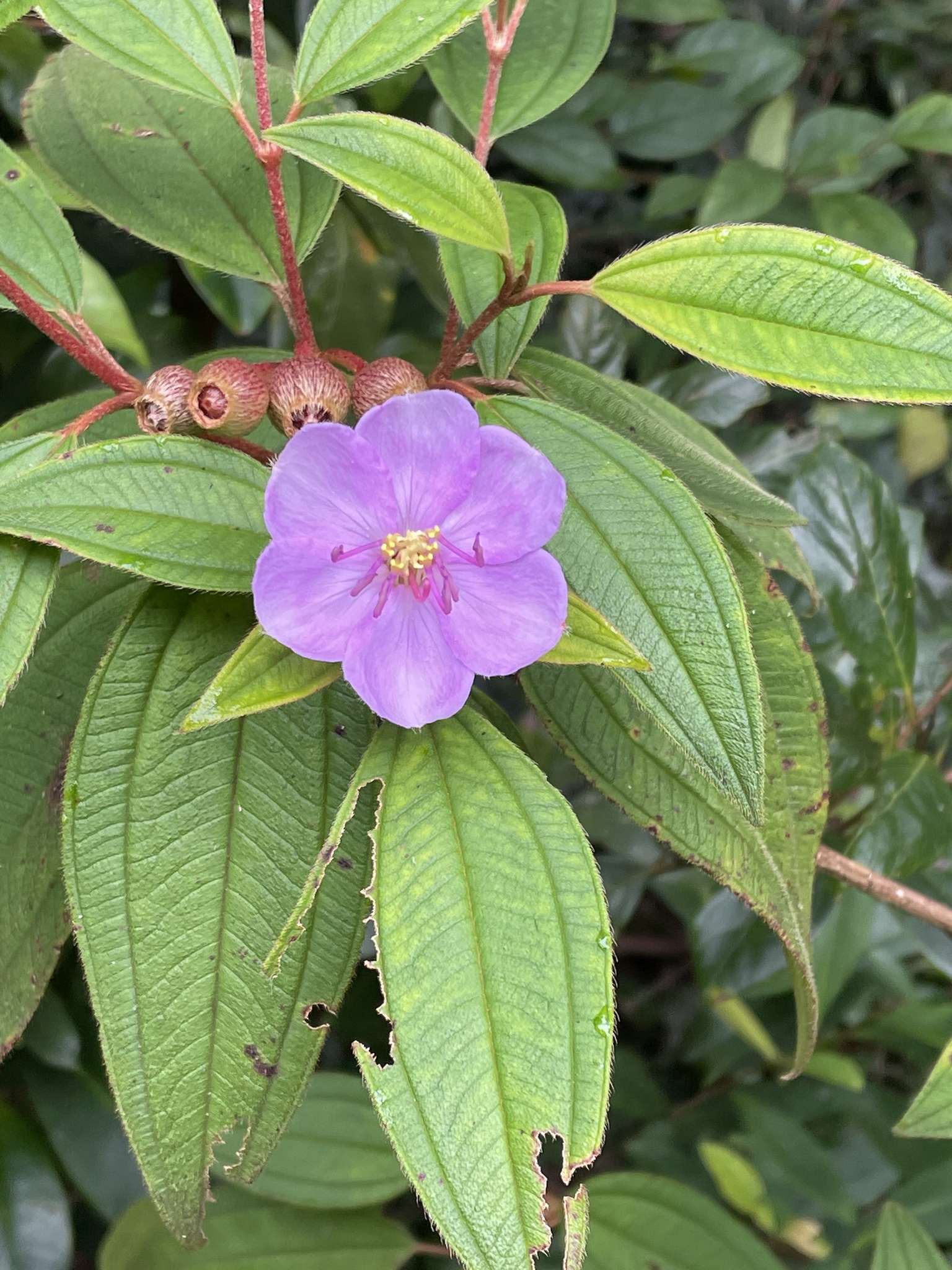 Melastoma