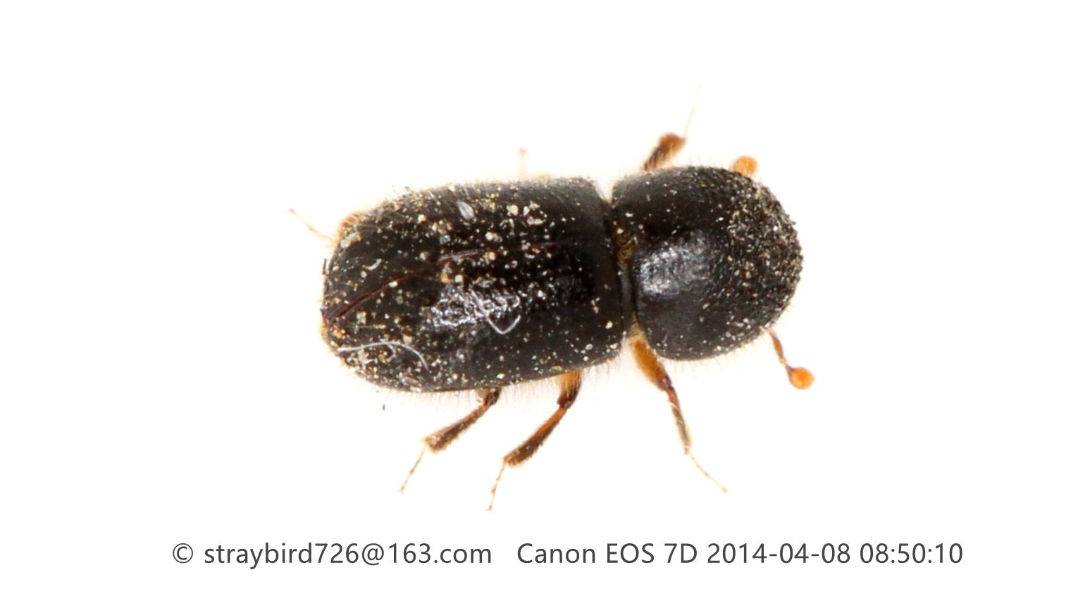 Anisandrus apicalis