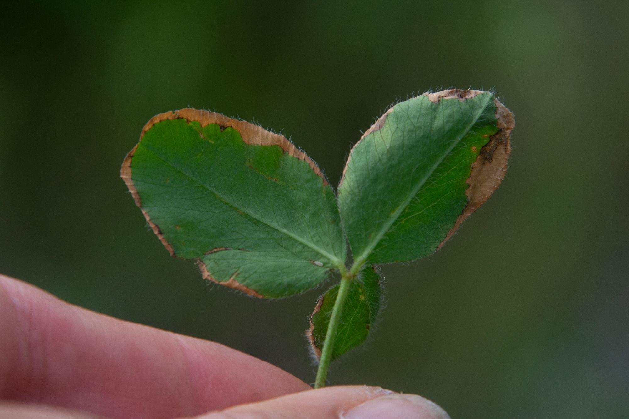 Aureobasidium caulivorum