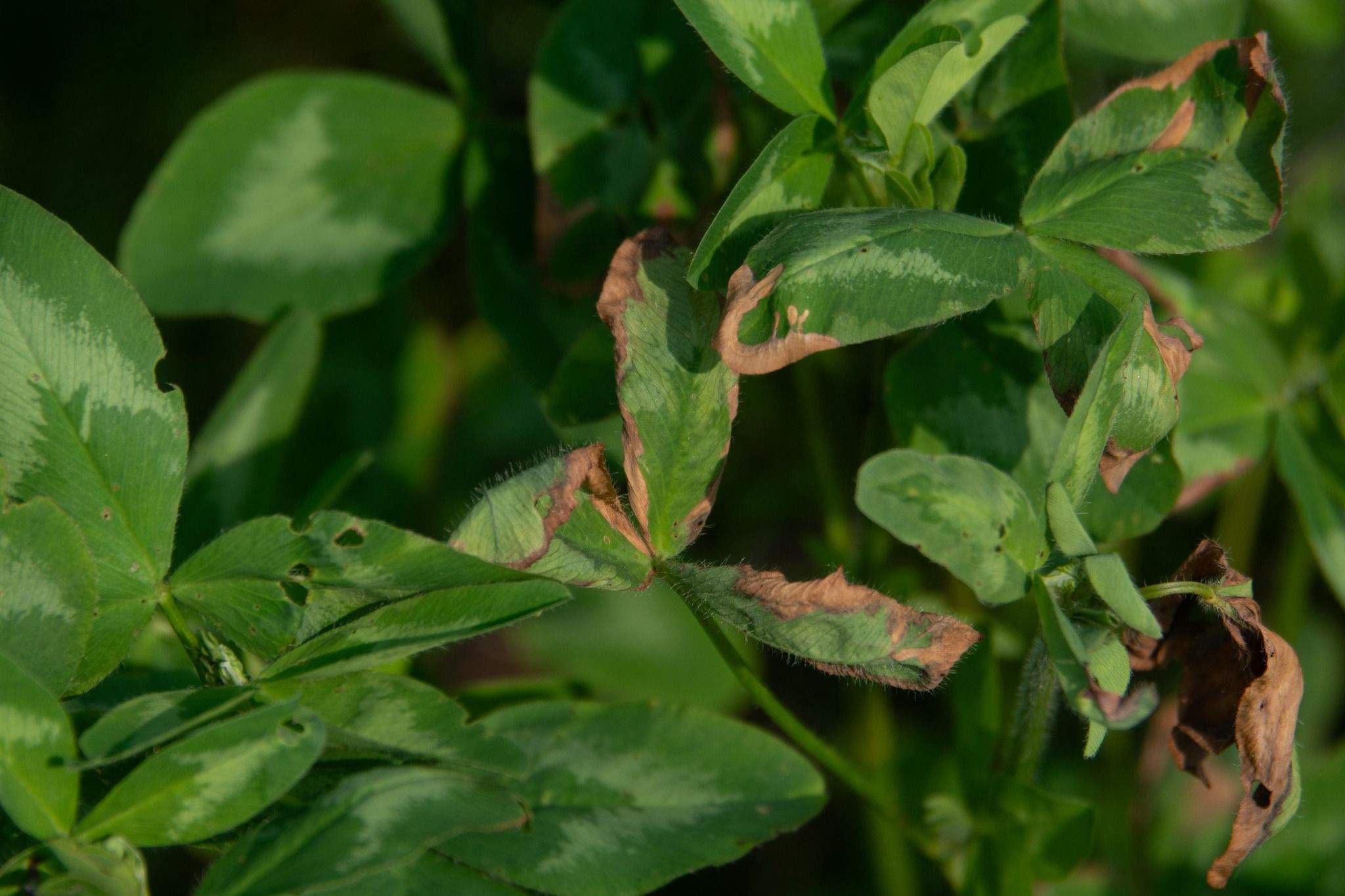 Aureobasidium caulivorum
