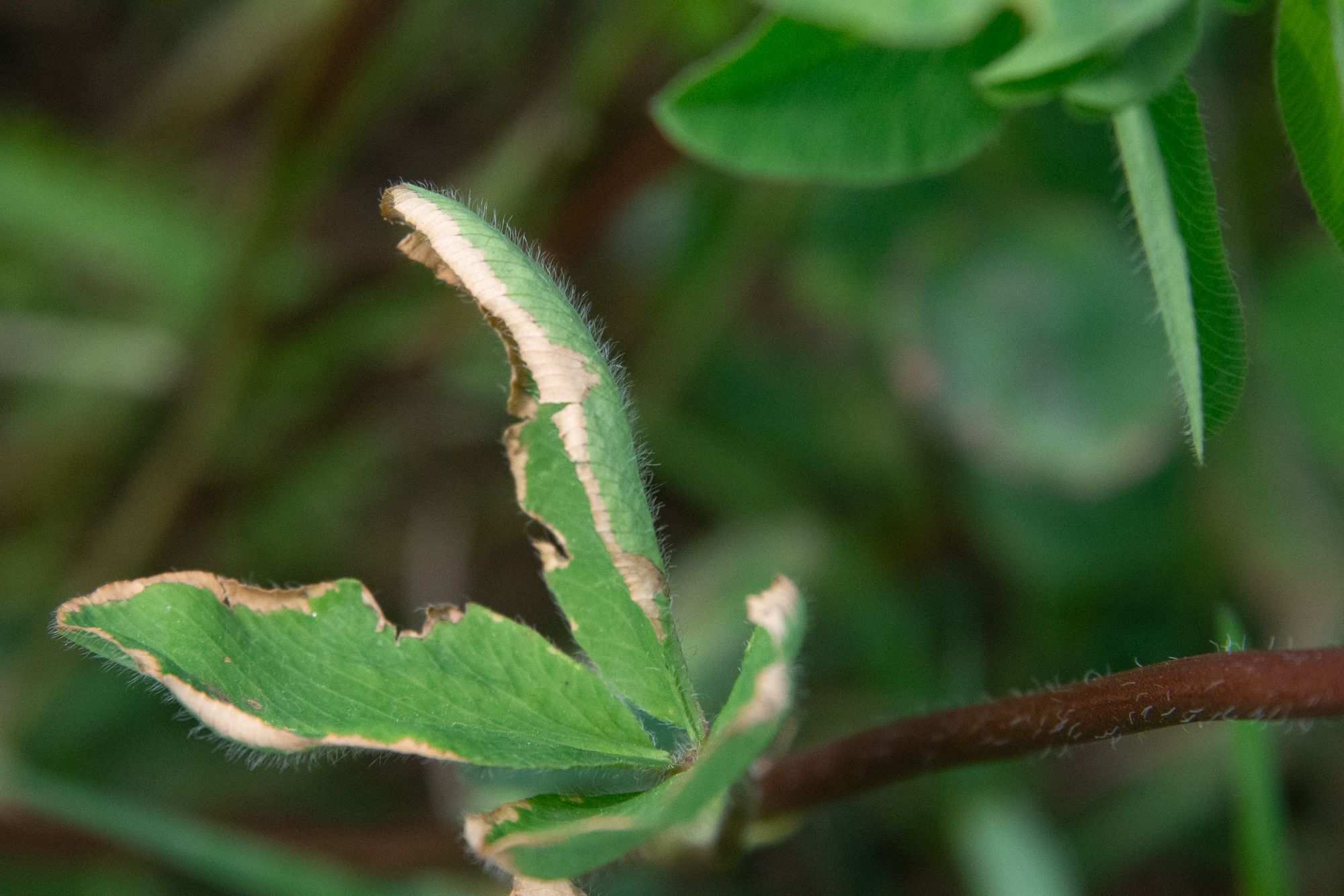 Aureobasidium caulivorum