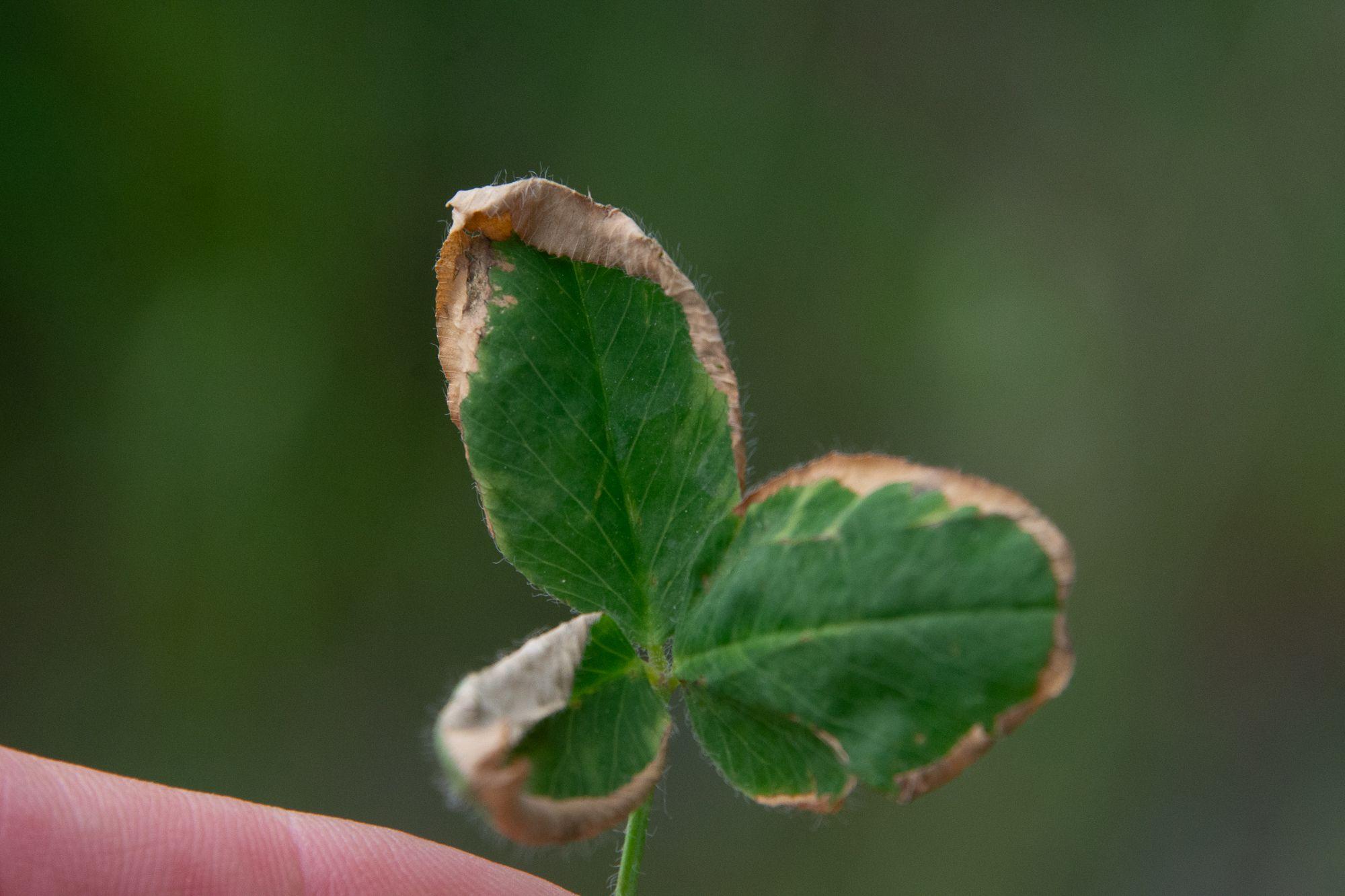Aureobasidium caulivorum