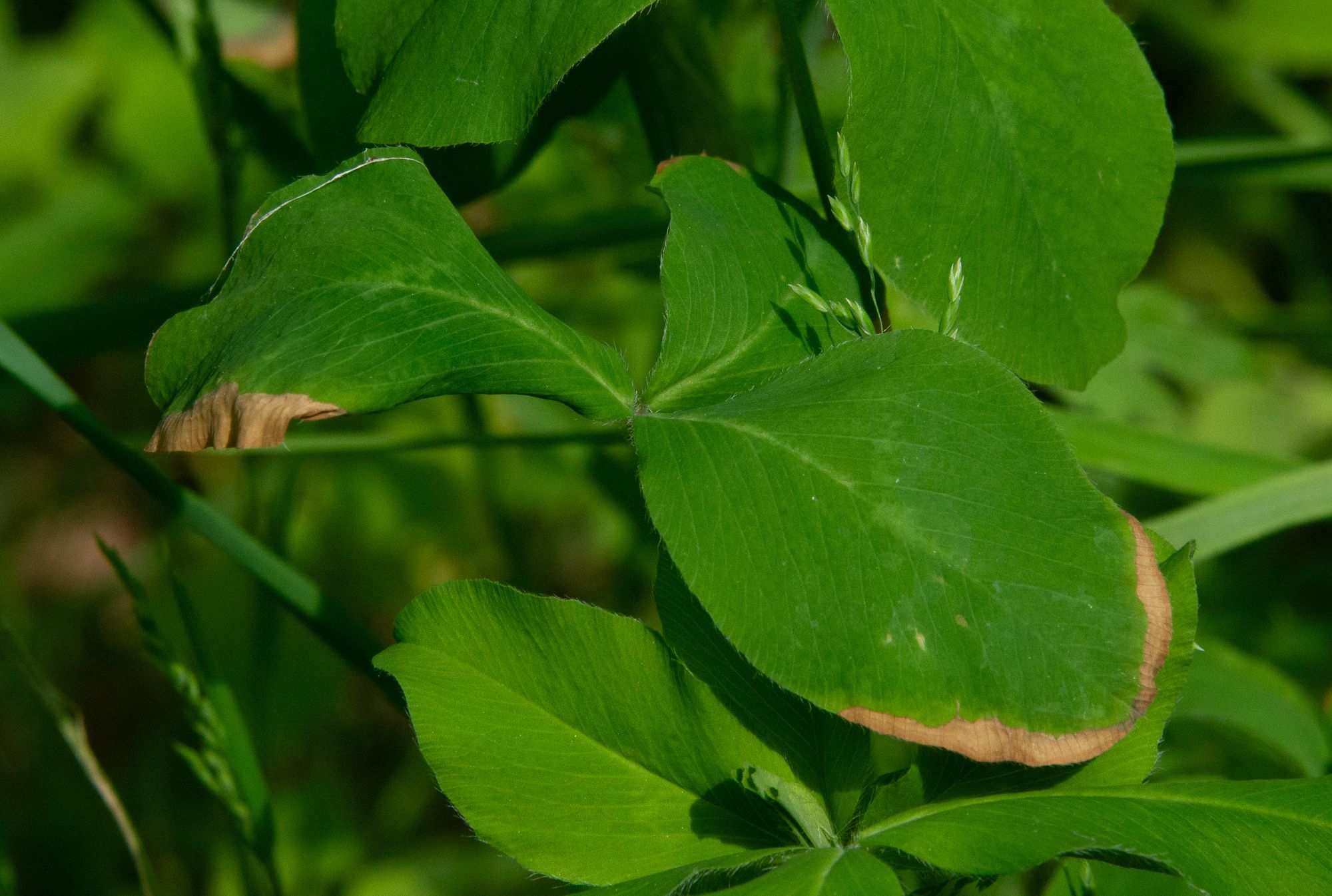 Aureobasidium caulivorum