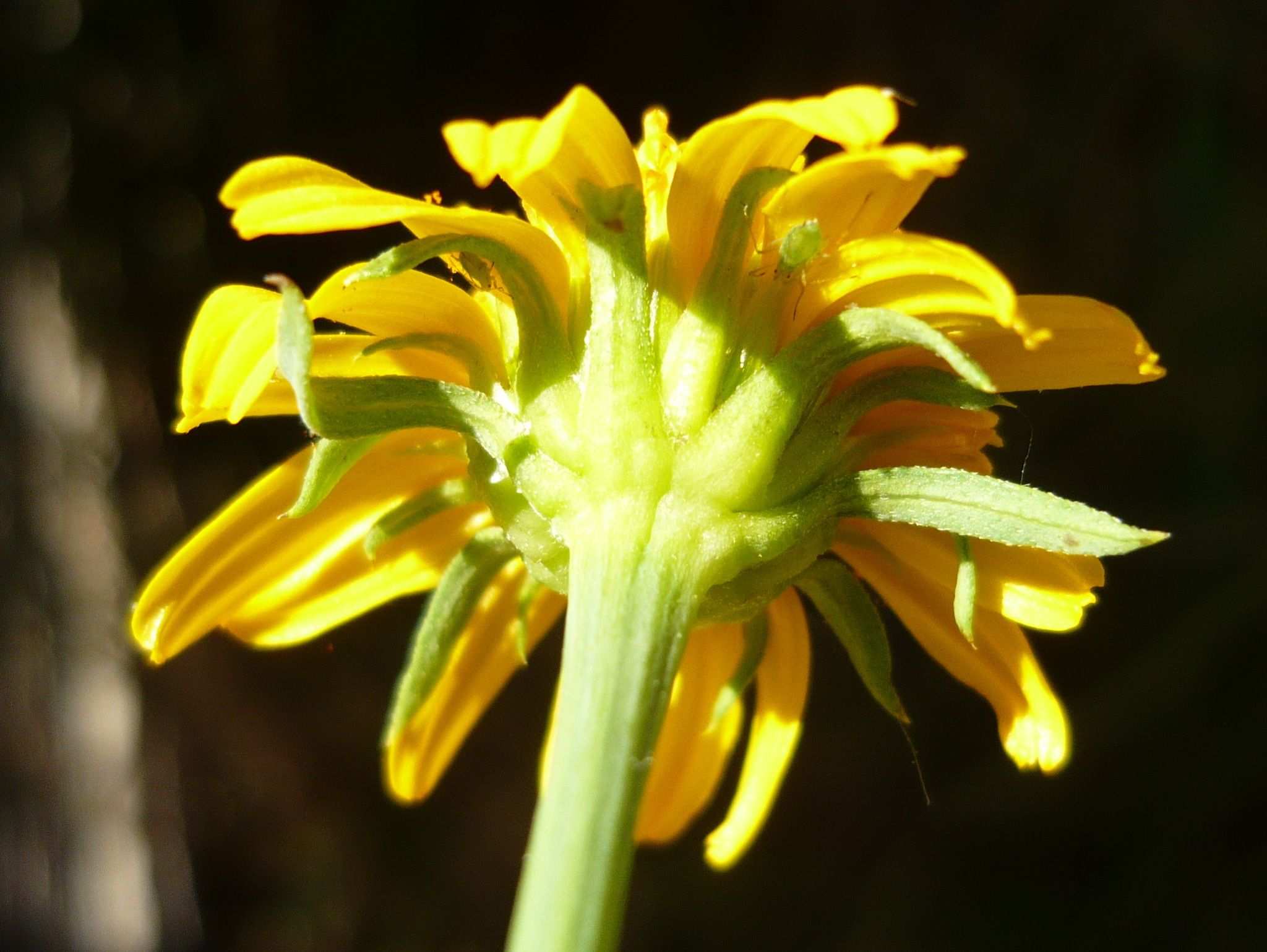 Pascalia glauca